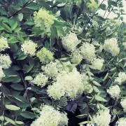 makkajunjunの画像