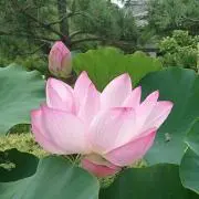 とらまるこ