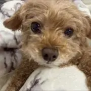 りんの画像