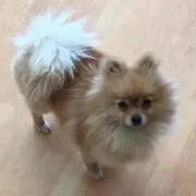 みーの画像