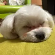 Fuffuの画像