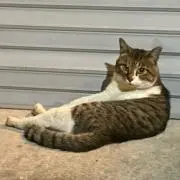 ゆ