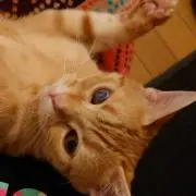ねこままの画像