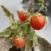 Pipiの画像