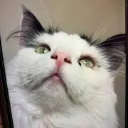 にゃんたん