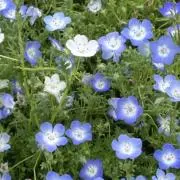 うにの画像