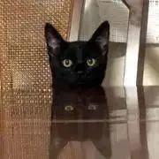 キキりん(=^ェ^=)の画像