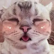 スクマ フィトラ