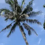 Coolangatta02の画像