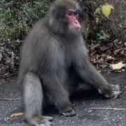 tomboの画像