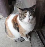 鉄血のオルフェンズの画像