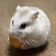 はーる