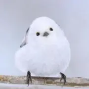 ウリチャンの画像