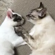 きなこもちの画像