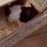 ハク