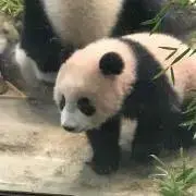 ホークスの画像