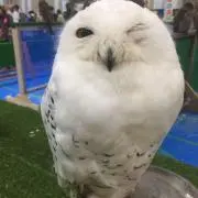 rocoの画像