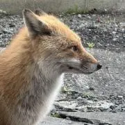 ごろごろたぬきの画像