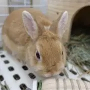 葵の画像