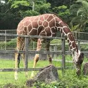 ふじっぴー