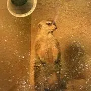 R aの画像