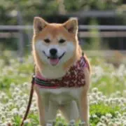 じょー