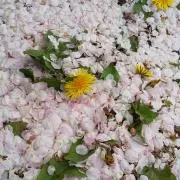 mitu8の画像