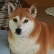 なおさんの画像