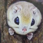 モモンガ