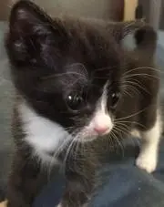 ねこの画像