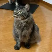 ngsの画像