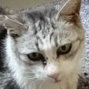 ネコおやじ