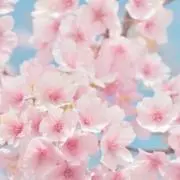 ミミ☆