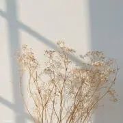 プテラノドンの画像