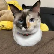 しまくらの画像