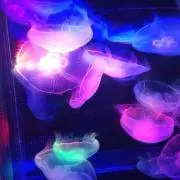 banewoooの画像