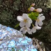 ゆたの画像
