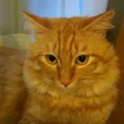 モメソセ☆