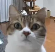 ちゃびの画像