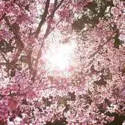 月島すみれの画像