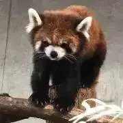 ポムポム