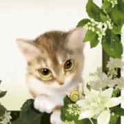 ミケちゃん