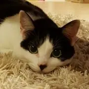 ハッピーエンド