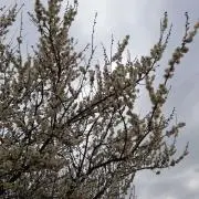 ヤンナンの画像