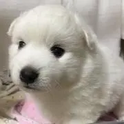 xxromapaxxの画像