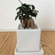 midori