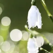 Snowdrop
