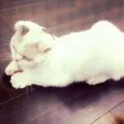 餅の画像