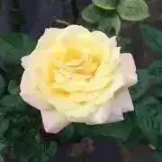 may。の画像
