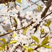 花筏【プロフお読み下さい】の画像